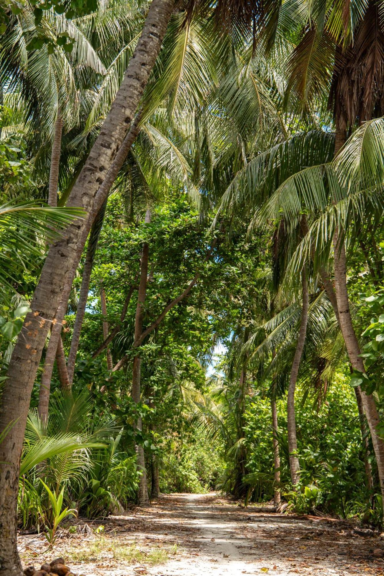 Tropical Tree Ξενοδοχείο Fehendhoo Εξωτερικό φωτογραφία